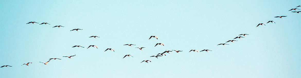 A flock of sandhill cranes during fall migration
