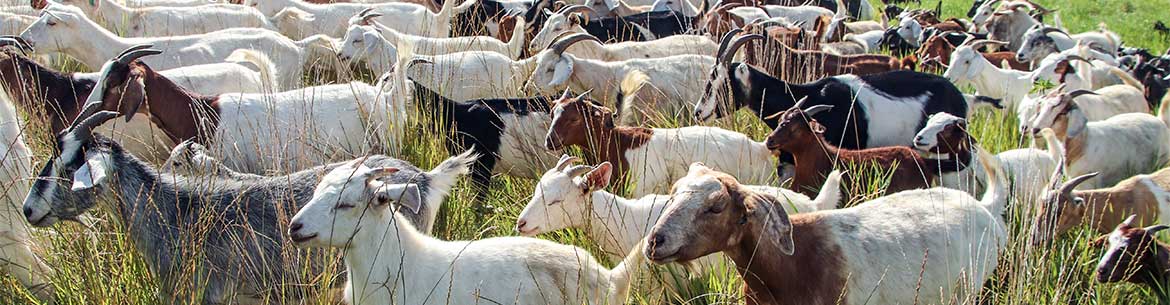 A herd of goats grazing an NCC property (Photo by NCC)
