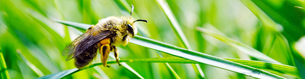 Native bee covered in pollen (Photo by Sean Feagan/NCC staff)
