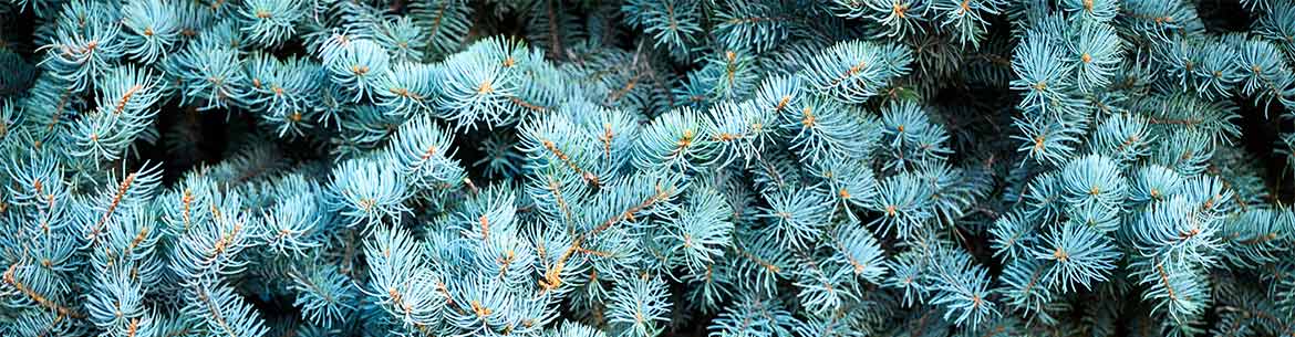 Blue spruce are introduced to Canada (Photo by NCC)