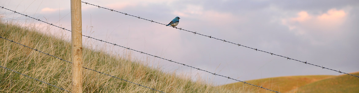Mountain Bluebird (Photo by Leta Pezderic)