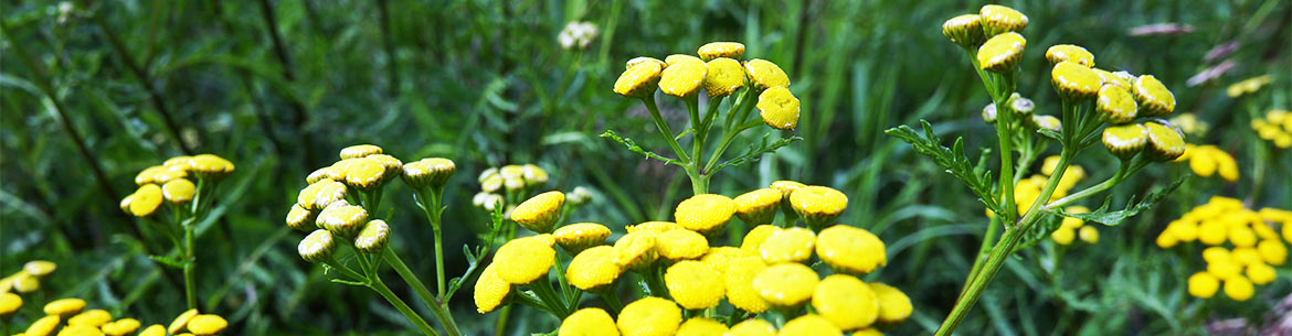 Common tansy (Photo by NCC)