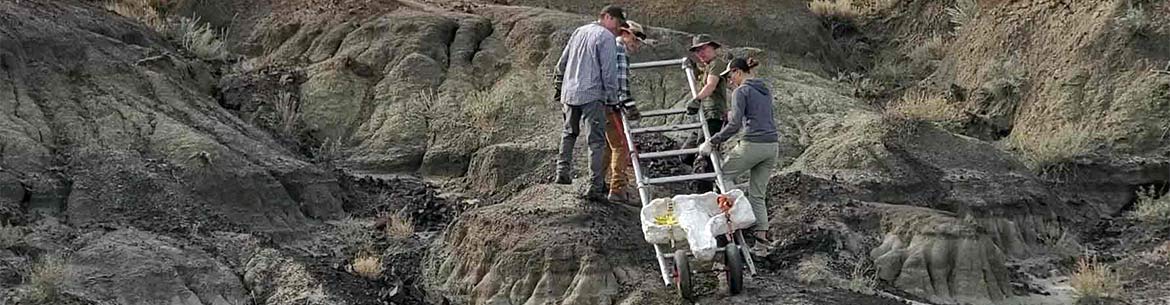 Palentologists remove an excavating fossil from Horseshoe Canyon (Courtesy Francois Therrien)