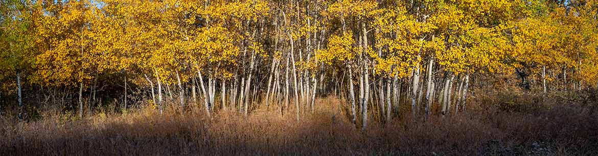 L'automne et toutes ses couleurs (Photo de Sean Feagan/CNC)