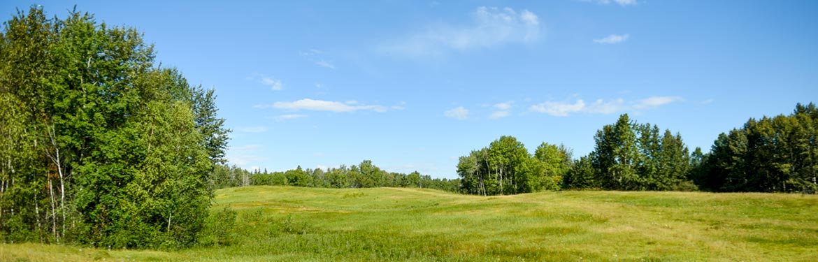 Bunchberry Meadows (Photo by NCC)