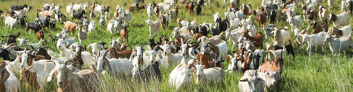 Goats on Fleming (Photo by NCC)