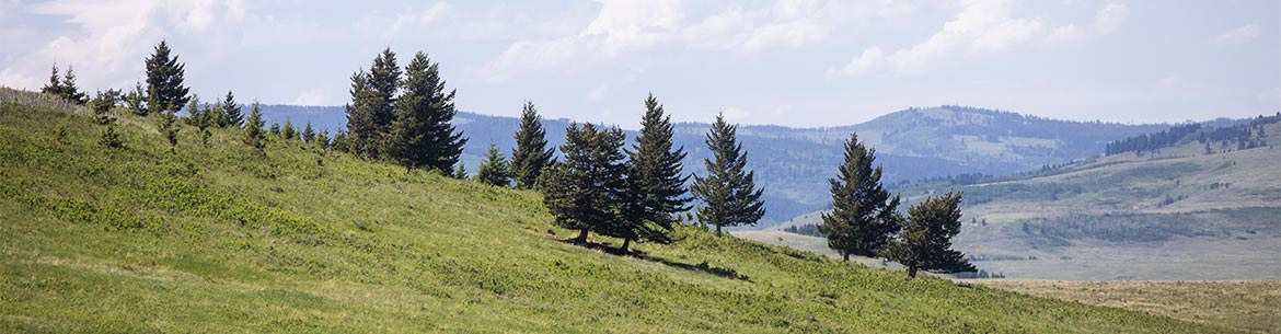 A stand of limber pine in southern Alberta (Photo by Brent Calver)