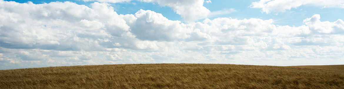 What lies beneath native grasslands (Photo by Sean Feagan / NCC Staff)