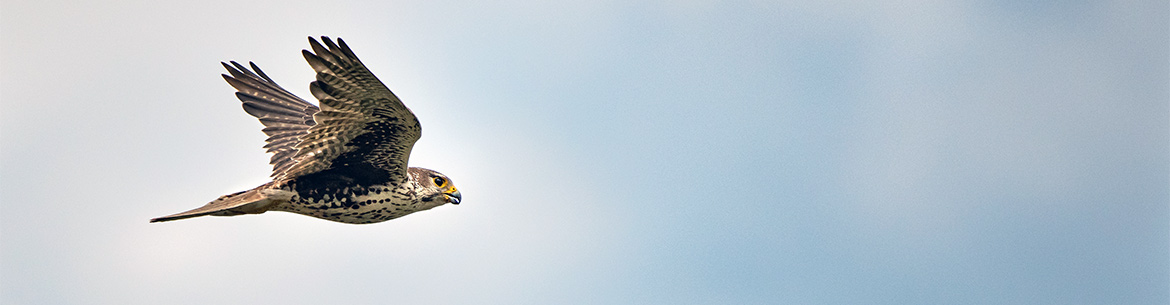 Prairie falcon (Photo by Leta Pezderic / NCC Staff)