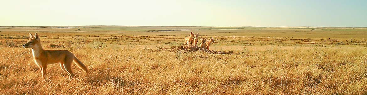 Swift foxes in southern Alberta (Photo by NCC)