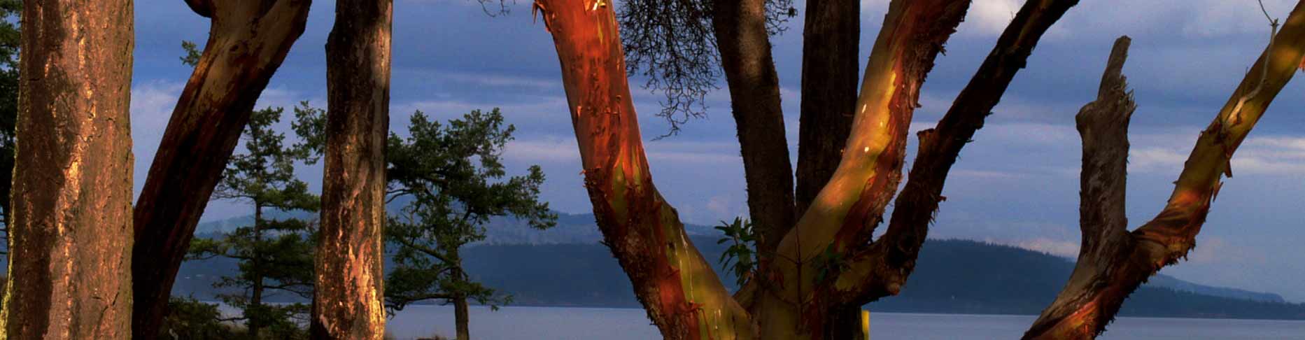 Arbutus tree, BC (Photo by Tim Ennis/NCC)