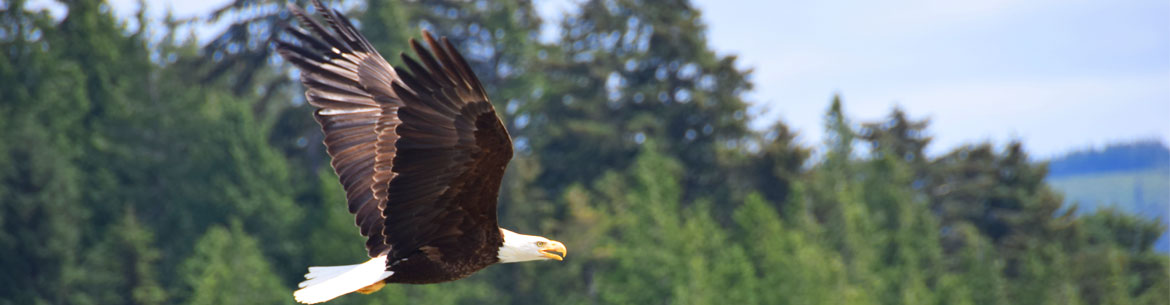 A bald eagle flies over Haida Gwaii (Photo by NCC)