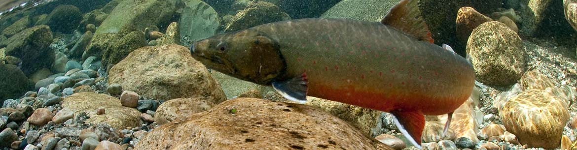Bull trout in Cultus Creek, Darkwoods, BC (Photo by Bruce Kirkby)