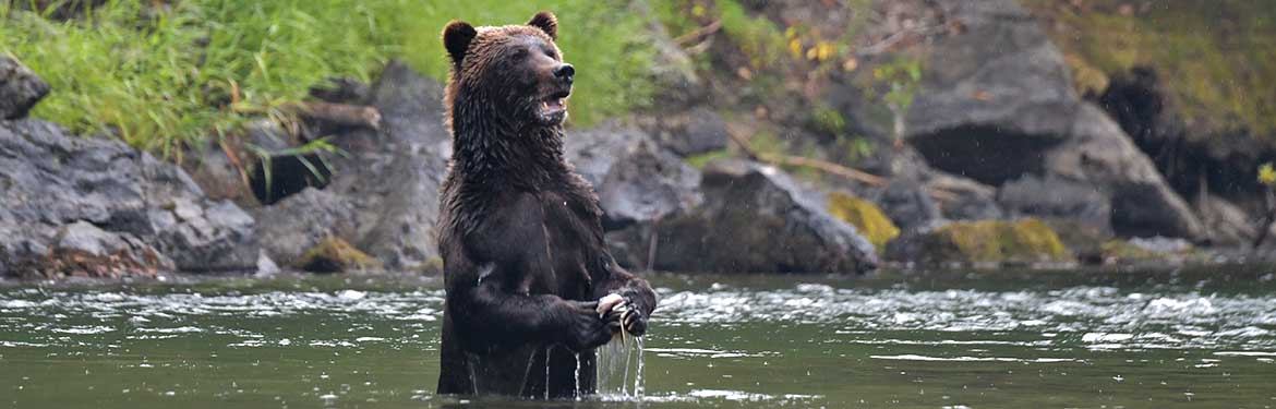 Grizzly bear fishes in Bella Coola River (Photo by Harvey Thommasen)