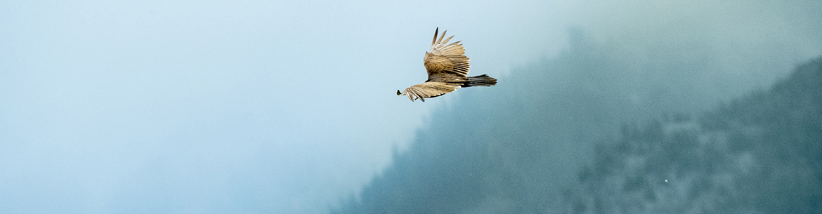 Turkey vulture flying over Gates Creek (Photo by Fernando Lessa)