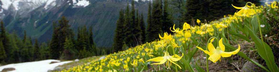 Glacier lilies in Jumbo Pass, BC (Photo by Bruce Kirkby)