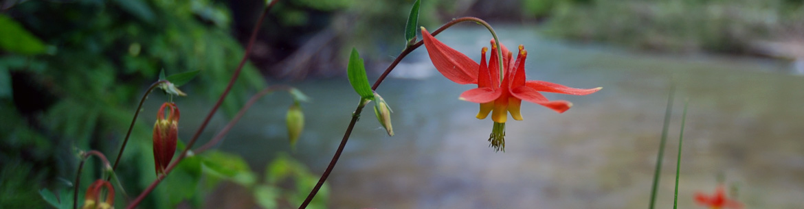 Aquilegia formosa (red columbine) at Anne Hicks Conservation Area (Photo by NCC)