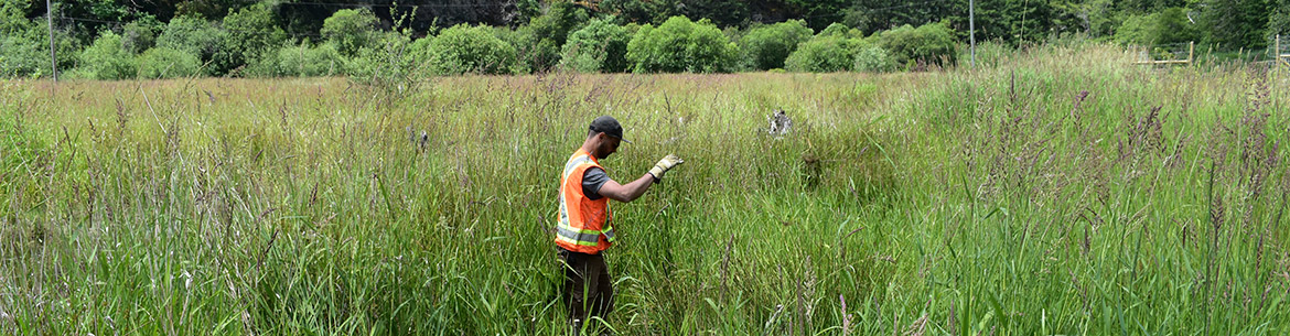 Live staking at Chase Woods Nature Preserve (Photo by Cheyenne Bergenhenegouwen, BCWF Wetlands Workforce)