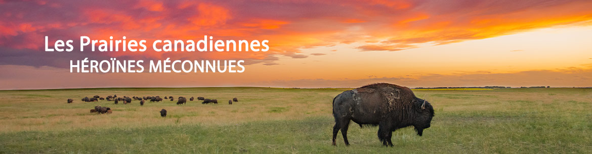 Bison des prairies (Photo de Leta Pezderic/CNC) 