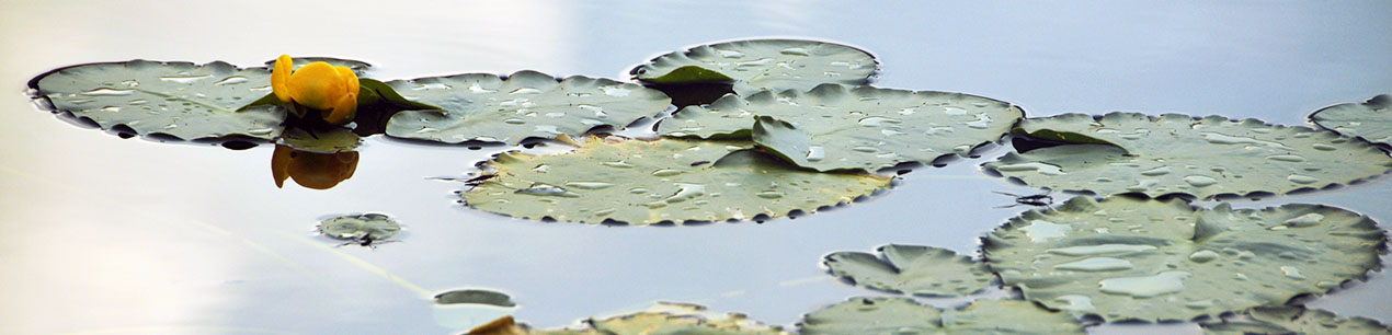 Water lilies, Elleslie Creek Conservation Area (Photo by NCC)