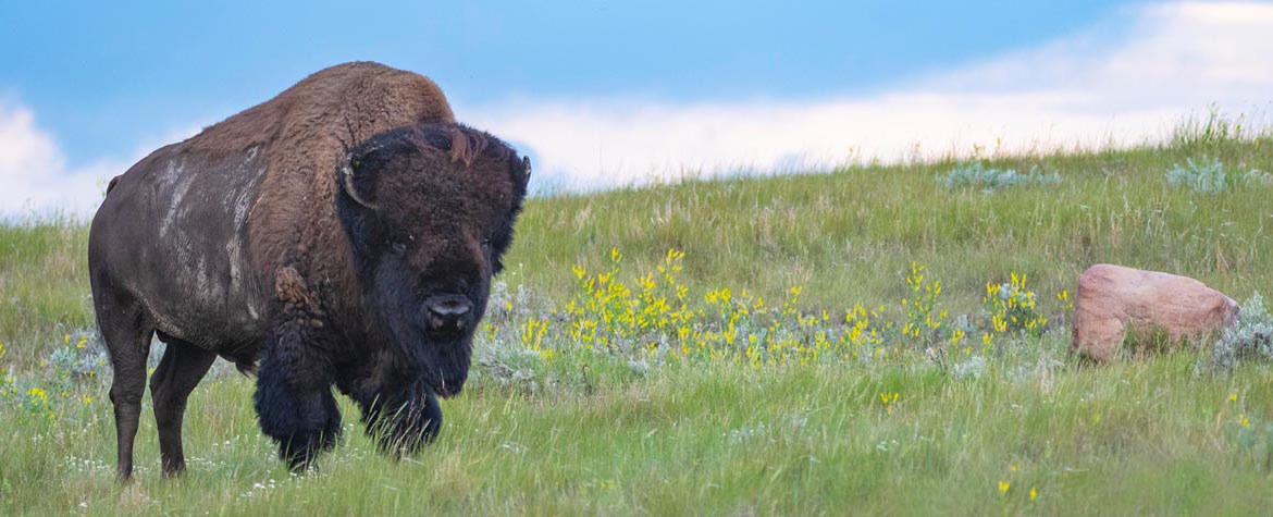 Bison des prairies, Aire de conservation des prairies patrimoniales Old Man on His Back, Sask. (Photo de Jason Bantle)