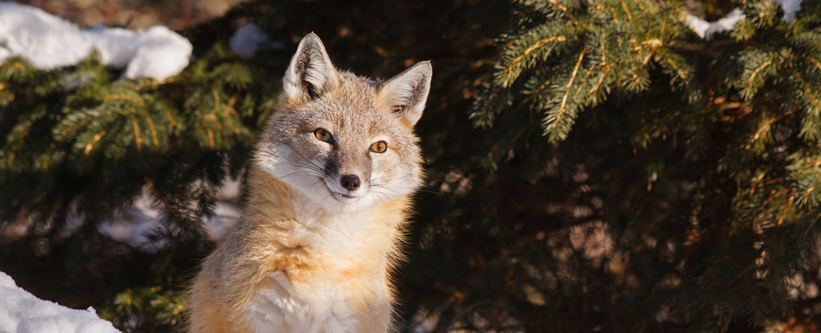 Swift fox (Photo by Laszlo Podor)