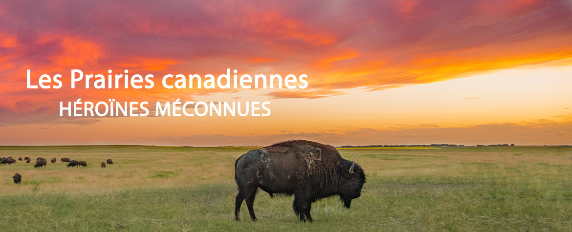 Bison des prairies (Photo de Leta Pezderic/CNC)