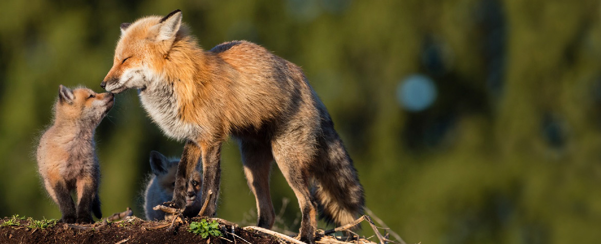 Red foxes (iStock)