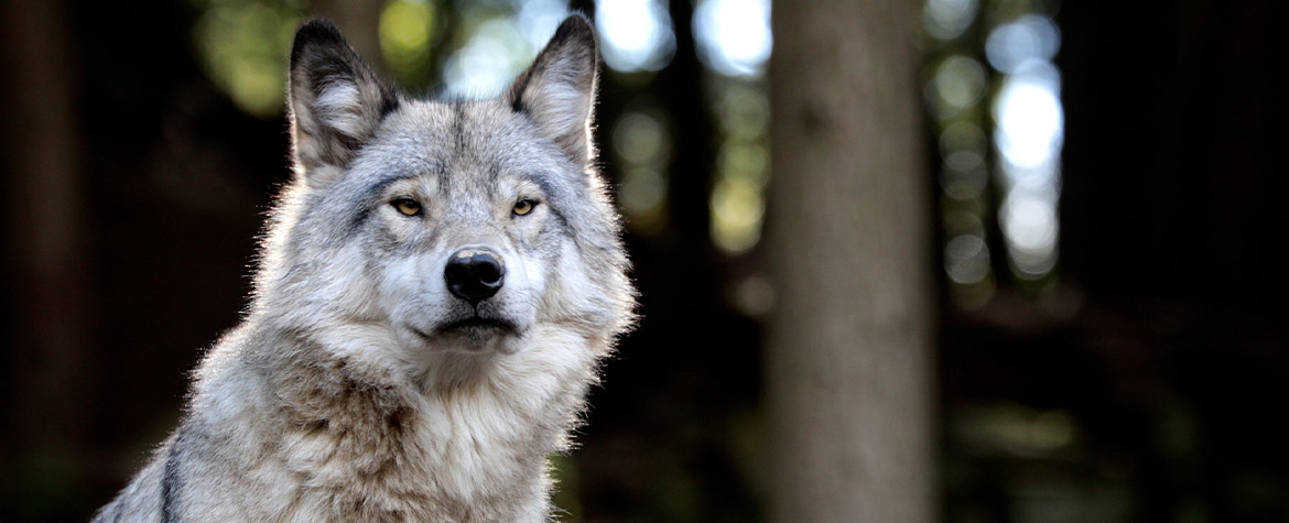 Grey wolf (Photo by Onfokus)