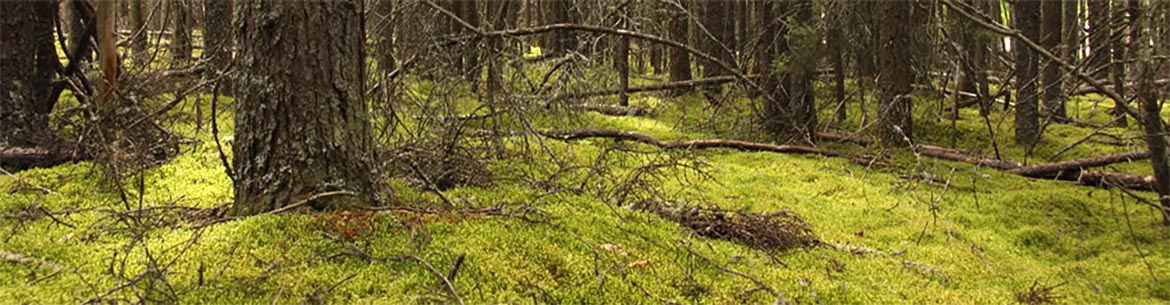 Black spruce bog, MB (Photo by NCC)