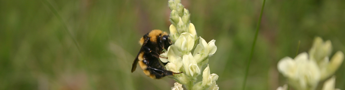 Bumble Bee on Northern Yellow Point-Vetch (Photo by Manitoba Museum)
