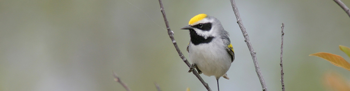 Golden-winged warbler. Photo by Christian Artuso.