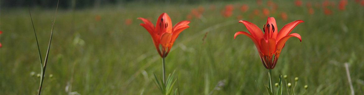 Prairie lilies. Photo by NCC.