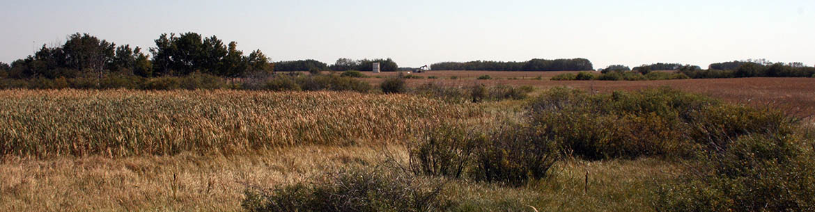 West Souris Mixed Grass Prairie Natural Area, MB (Photo by NCC)  