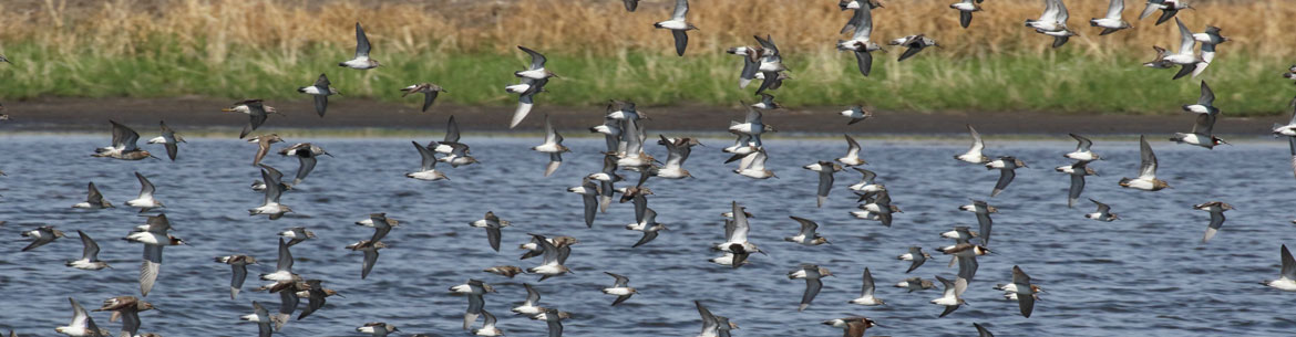 Shorebirds in flight (Photo by Christian Artuso)