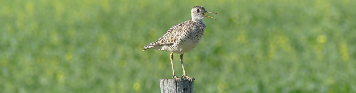 Upland Sandpiper (Photo by T. Poole)