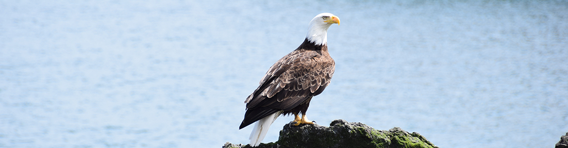 Eagle at Haida Gwaii, BC; Photo by NCC