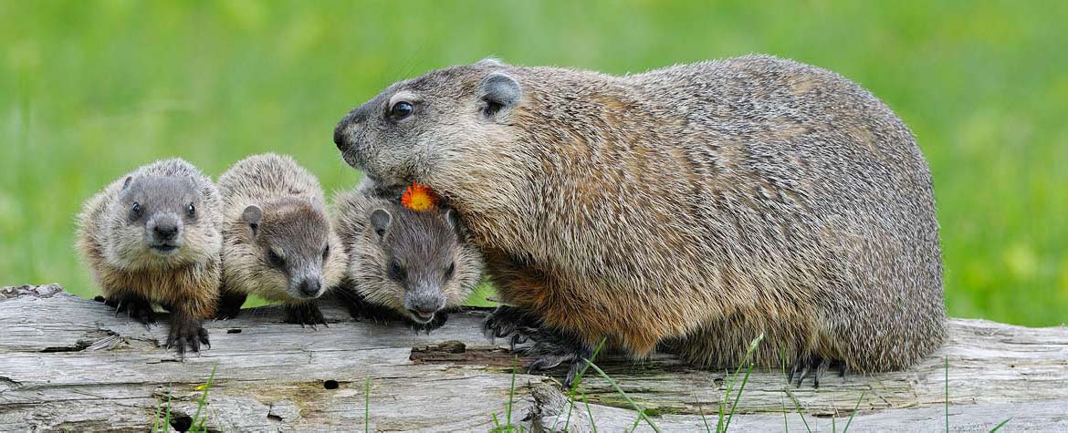 Marmottes (Photo de Design Pics/Alamy)