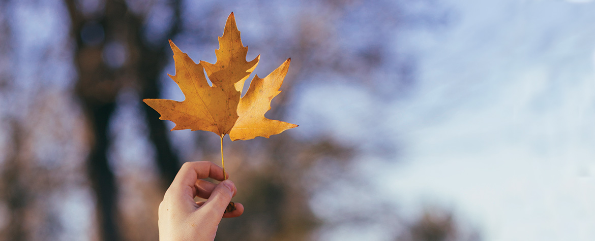 Little hand holding a dry maple leaf (Photo by Stocksy)