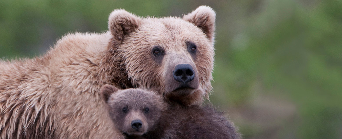 Grizzly bears (Photo by CanStock)