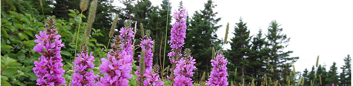 Invasive purple loosestrife (Photo by Mike Dembeck)