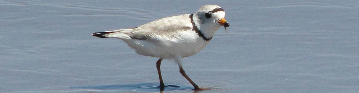Piping plover feeding (Photo by NCC)