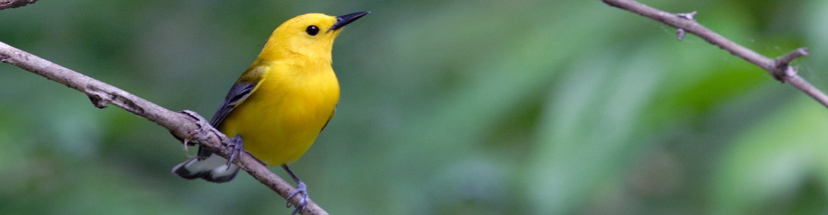 Prothonotary warbler (Photo by Bill Hubick)