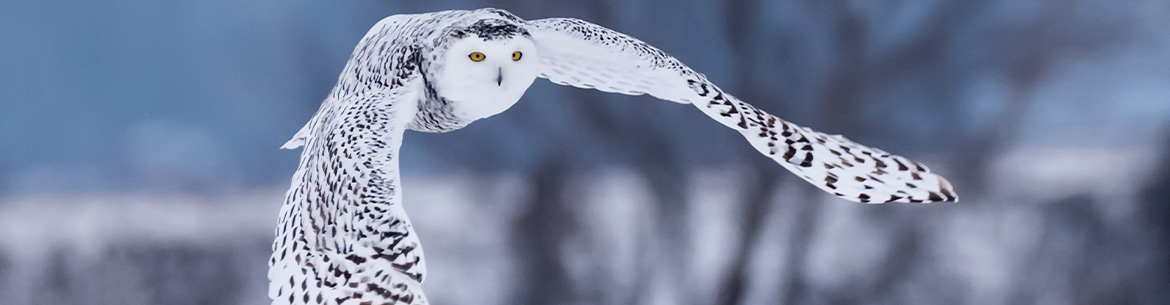 Snowy owl (Photo by Shutterstock)