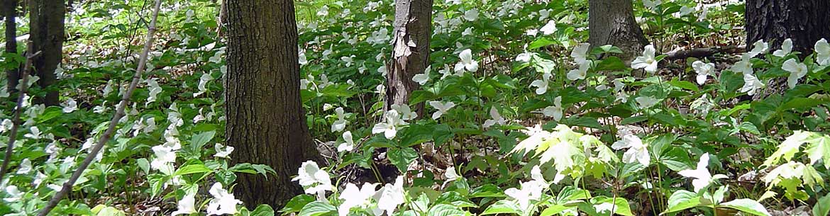 Trilles blancs, forêt de Happy Valley, Ontario (photo de CNC)