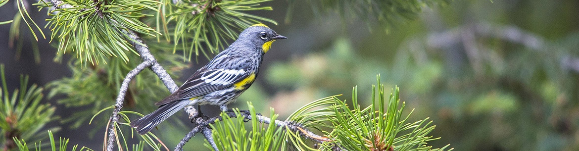 Yellow-rumped warbler (Photo by Pixabay)
