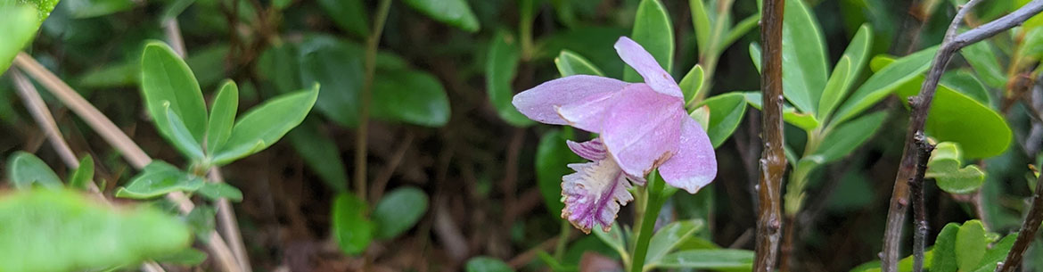 Rose Pogonia Orchid, Comeau Settlement, NB (Photo by NCC)