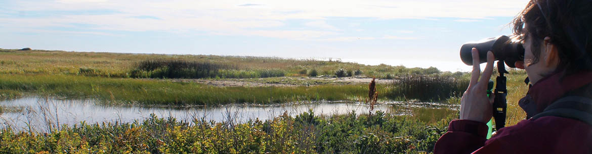 Laurel Bernard, director of stewardship, bird watching in Miscou, NB (Photo by NCC) 