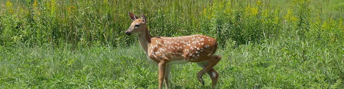 White-tailed deer fawn in city of Saint John wetland, (Photo by Allison Patrick/NCC staff)