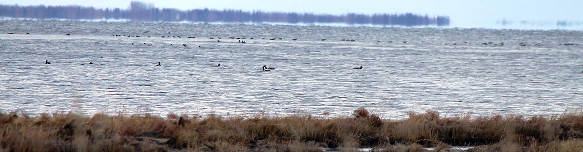 Waterfowl, Baie Verte, NB (Photo by NCC)